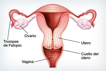 Principales enfermedades que pueden afectar al útero