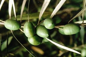 para que sirven las hojas de olivo