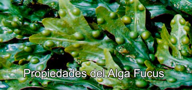 imagen de un alga fucus en el mar